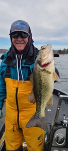 Large Bass in Lake Geneva